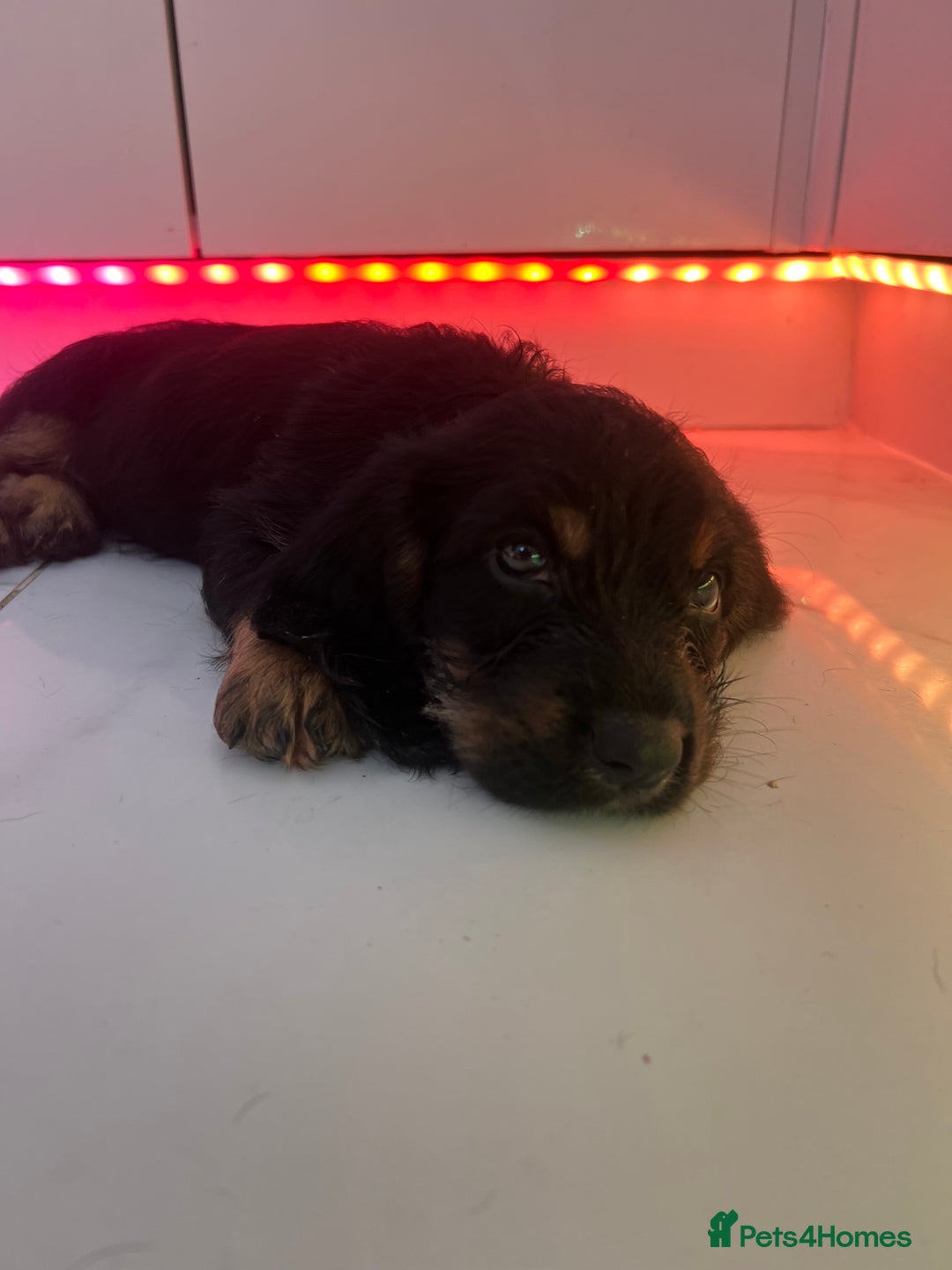 Mixed Breed dogs for sale: Bassett hound x - Image 5