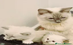 Ragdoll cats for sale: Four stunning blue point Ragdoll kittens - Image 16