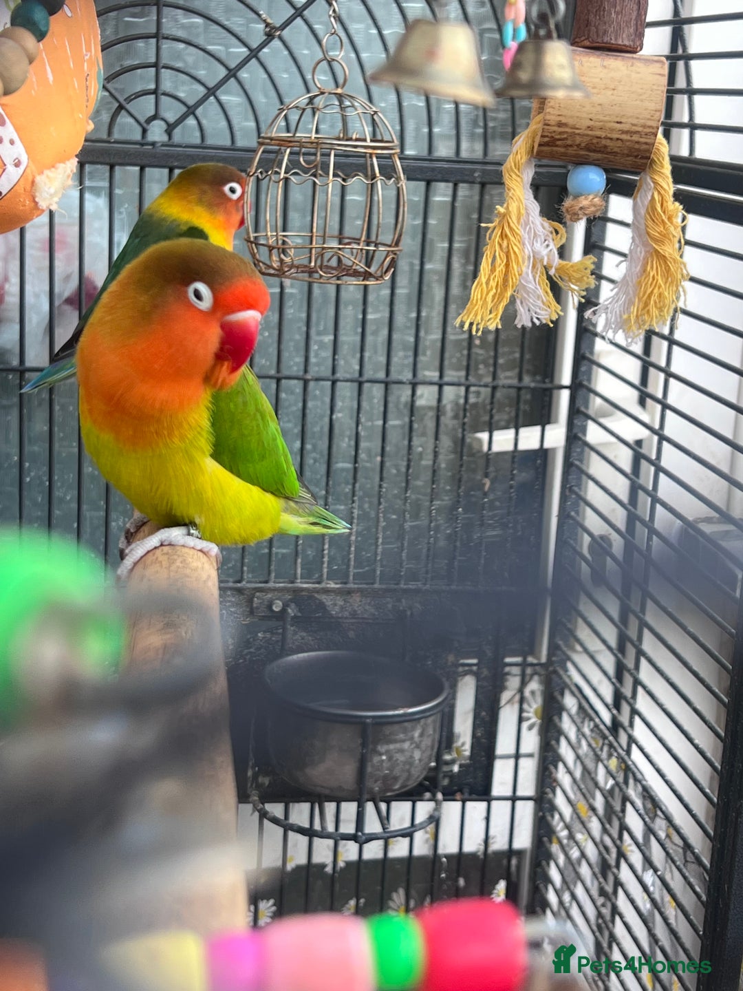 Lovebirds birds for sale: Love Birds Male & Female - Image 3