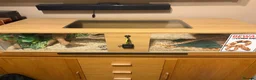 Corn Snake reptiles for sale: Sandy - Corn Snake in Carmarthen - Advert 6