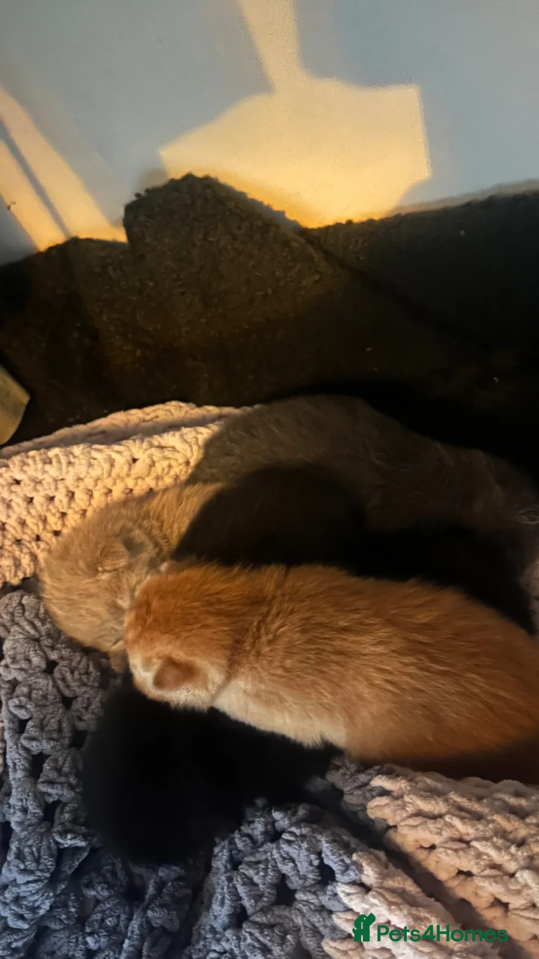 Mixed Breed cats for sale: Ginger, gray, black and tortoise kittens  - Advert 2