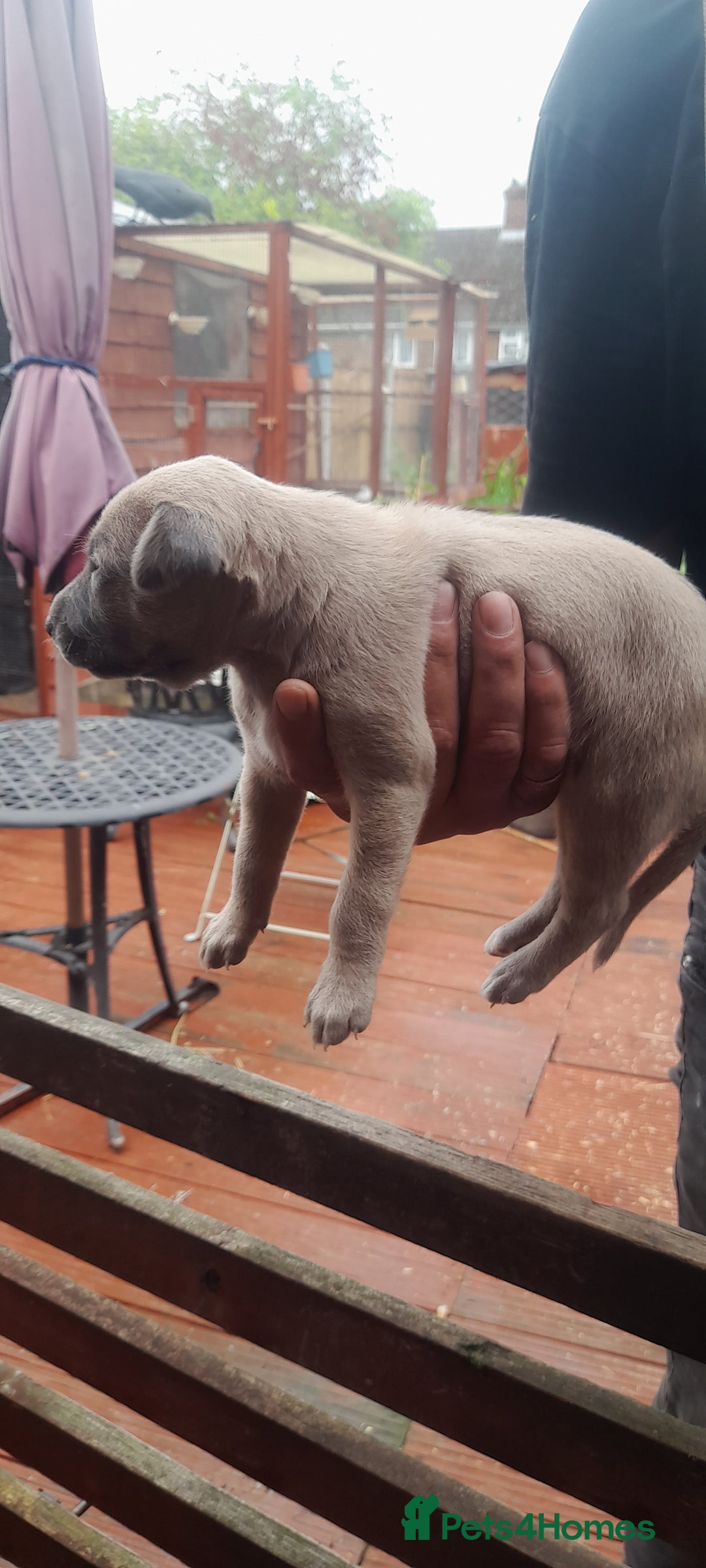 Whippet dogs for sale: Whippet pups  - Image 3