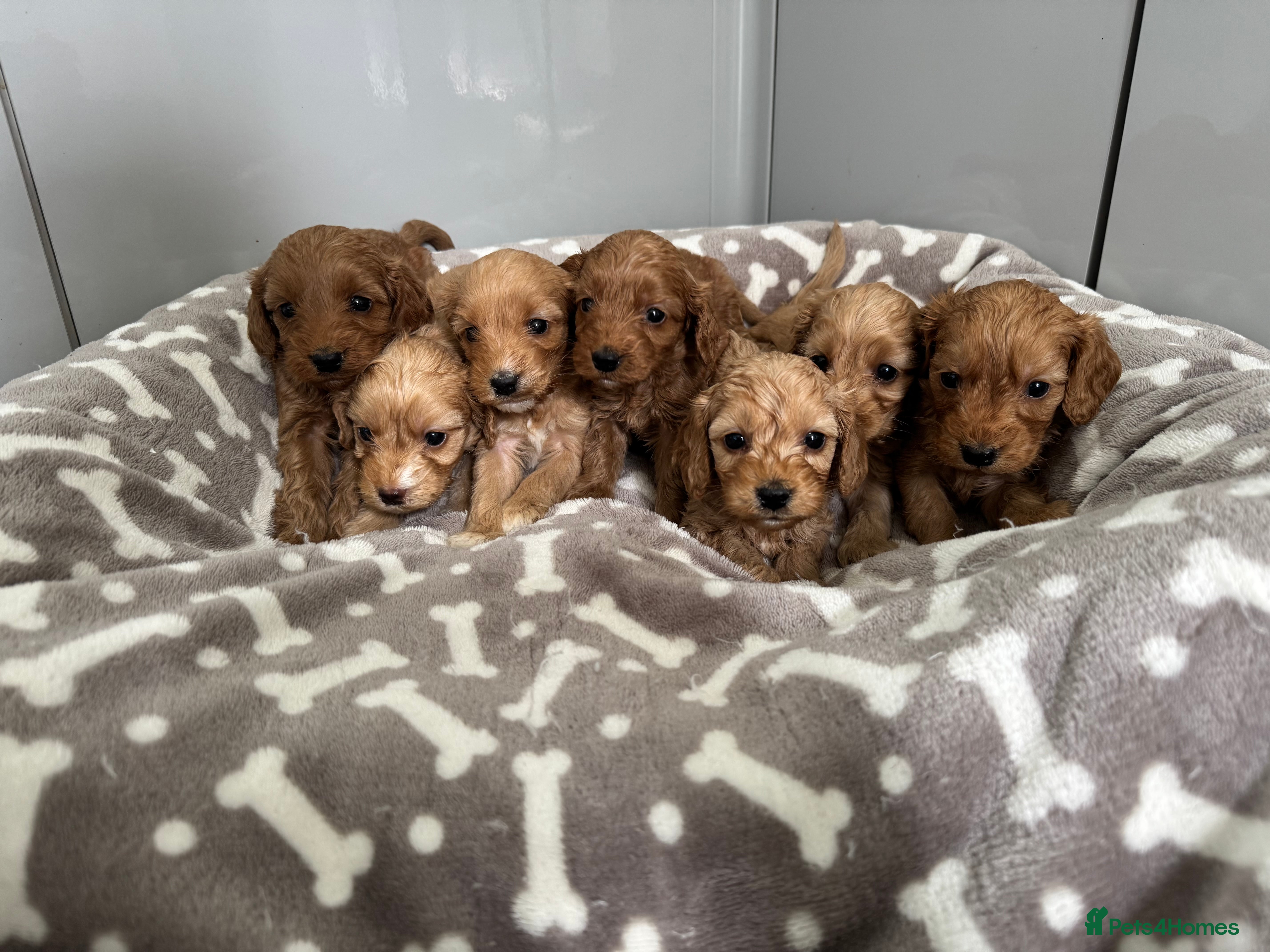 Cockapoo dogs ⭐🐶 Exceptional F1 Cockapoo Puppies 🐶⭐ - Advert 2