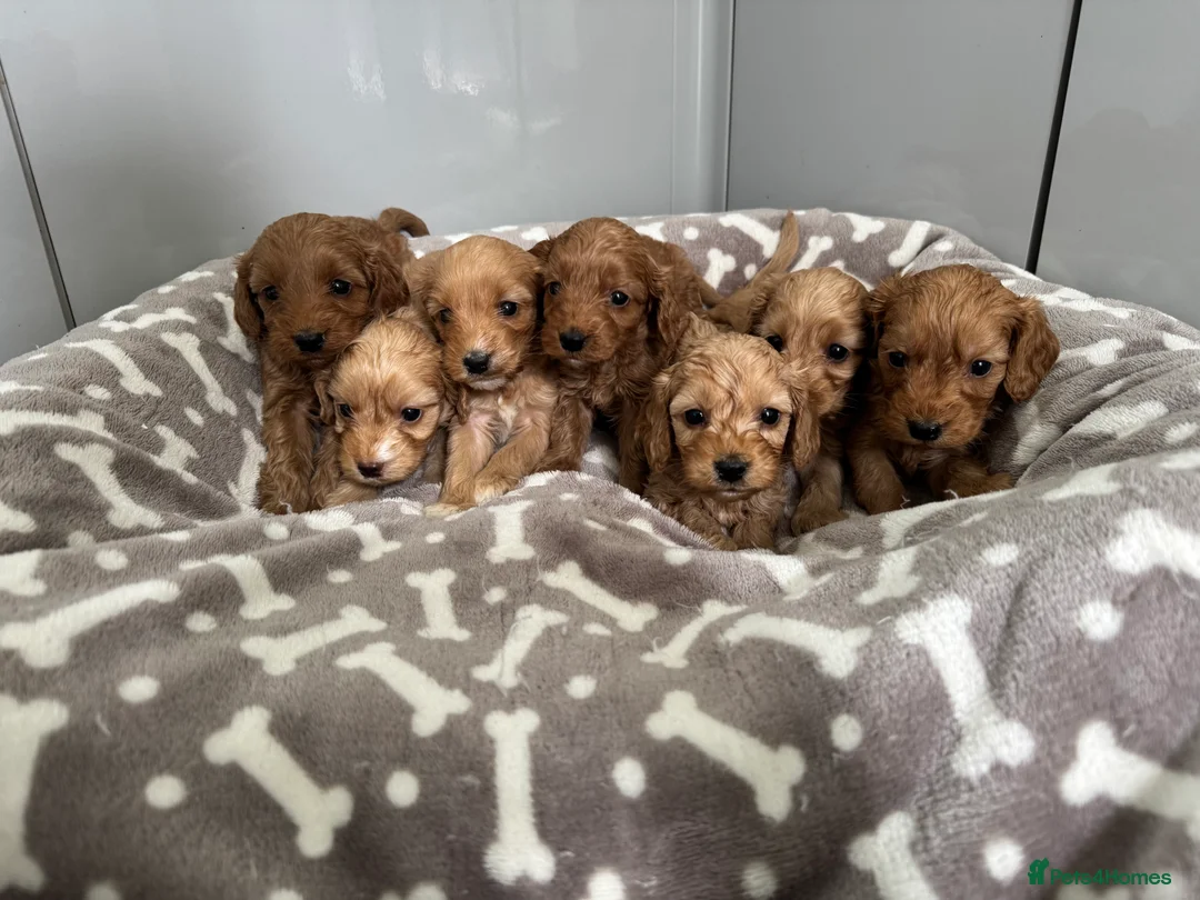 Cockapoo dogs for sale: ⭐🐶 Exceptional F1 Cockapoo Puppies 🐶⭐ - Advert 2