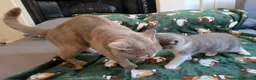 British Shorthair cats for sale: Beautiful British Shorthair kittens - Advert 10
