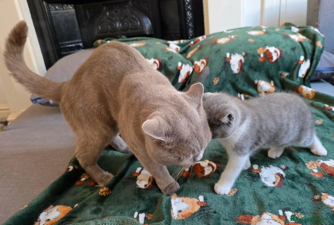 British Shorthair cats for sale: Beautiful British Shorthair kittens - Advert 10