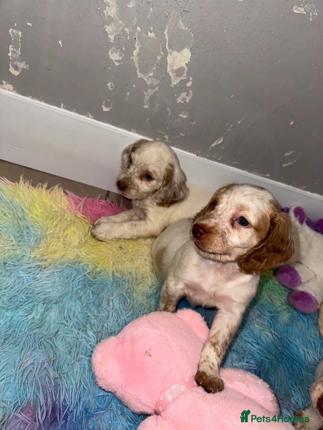Cocker Spaniel dogs for sale: Cocker spaniel puppies  - Image 10