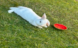 Mini Lop rabbits for sale: Adorable Baby Bunnies🥰- Mini Lops Mixed  - Image 10