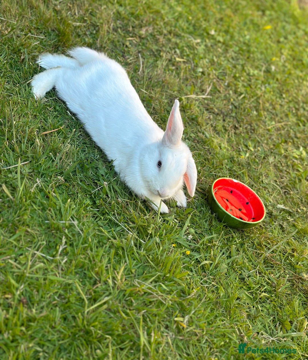 Mini Lop rabbits for sale: Adorable Baby Bunnies🥰- Mini Lops Mixed  - Image 10
