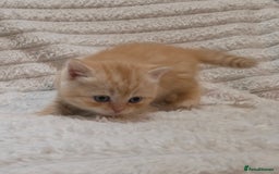 British Shorthair cats for sale: Beautiful unusual British shorthair kittens - Image 17
