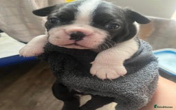 Boston Terrier dogs for sale: BOSTON TERRIER PUPPIES - Image 2