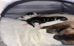 Mixed Breed cats for sale: Only 3 males left mum is Siamese  - Image 2
