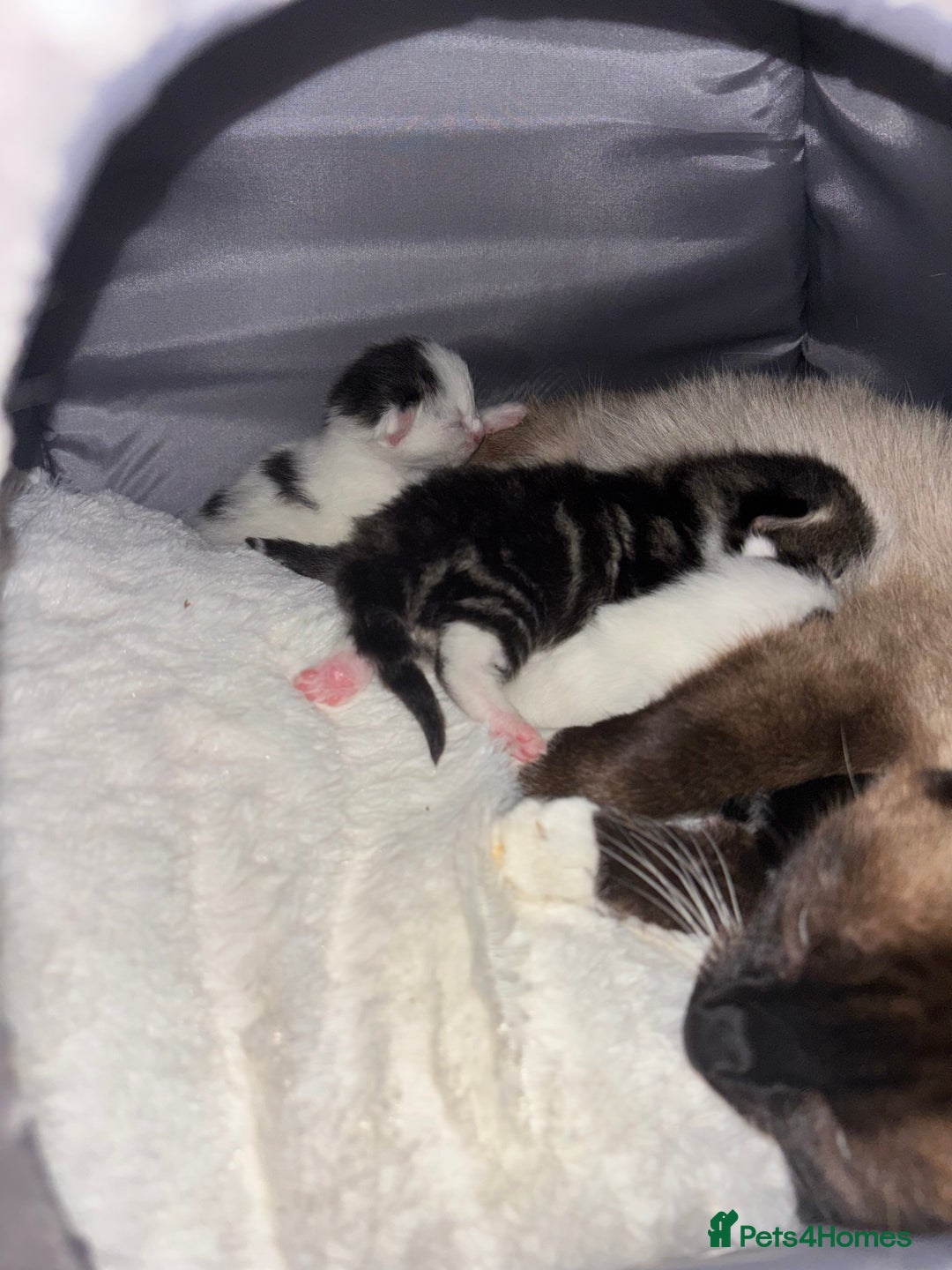 Mixed Breed cats for sale: Only 3 males left mum is Siamese  - Image 2