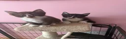 Mixed Breed cats for sale: Half Devon Rex Kittens - Advert 1