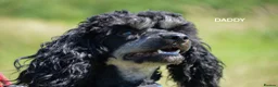 American Cocker Spaniel dogs for sale: ADORABLE YANKEE DOODLES  in Lauder - Advert 8