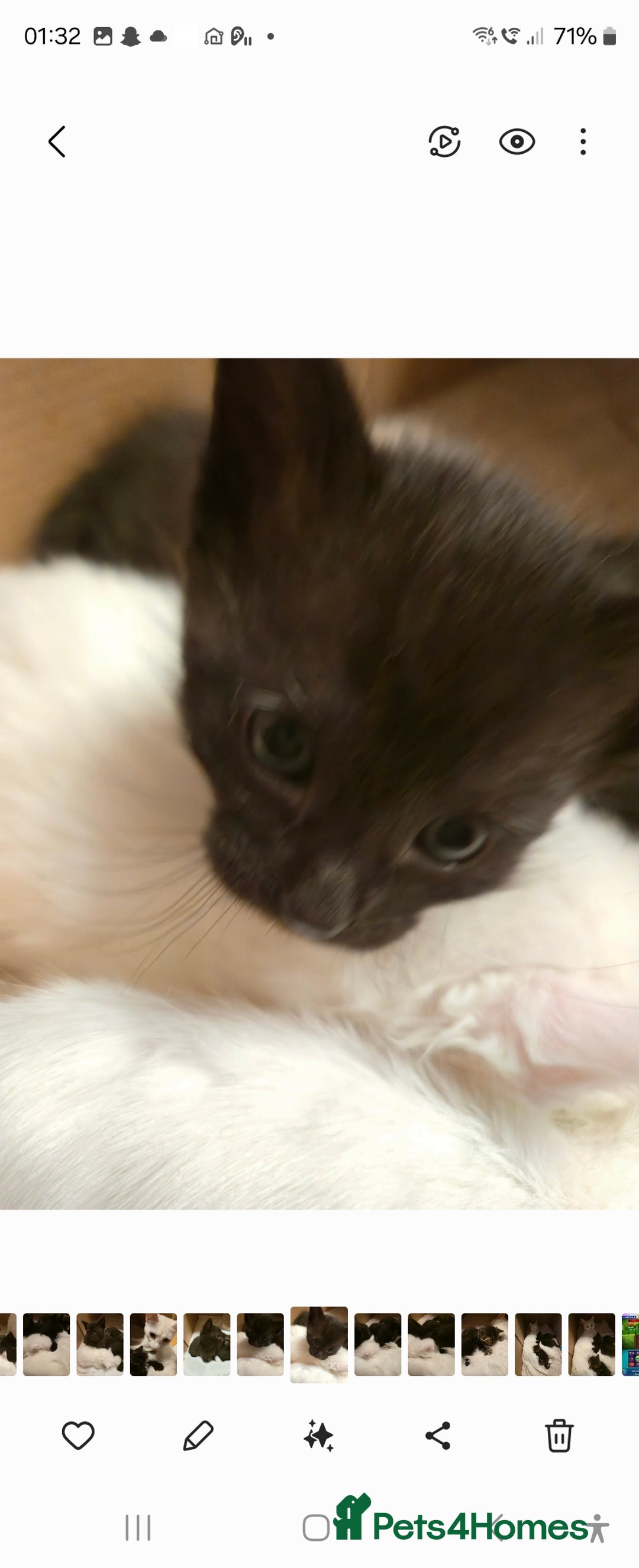 Turkish Angora cats for sale: Polydactyl male Turkish angora kittens - Image 3