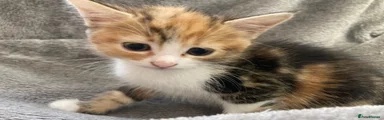 Kitten 1