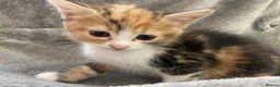 Mixed Breed cats for sale: Beautiful part British blue shorthair kittens  - Advert 7