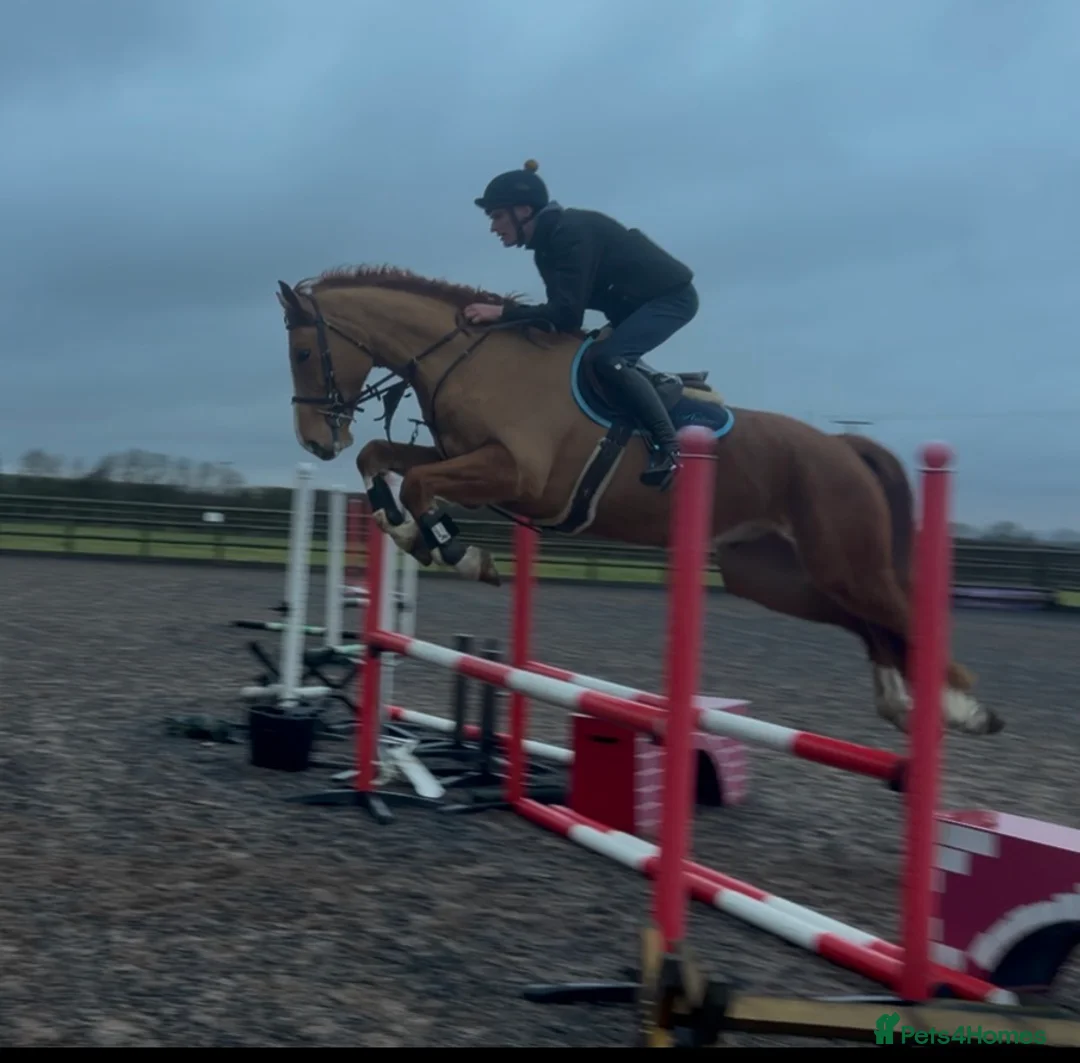 Irish Sports horses for sale: Family dream  - Advert 2