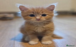 Maine Coon cats for sale: Fluffy ginger and cream maine coon cross kittens - Image 18