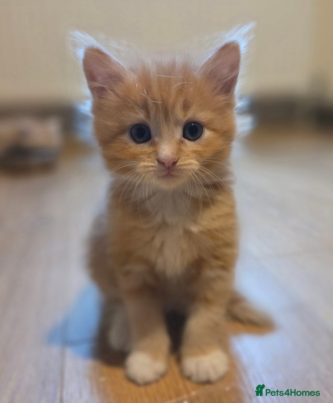 Maine Coon cats for sale: Fluffy ginger and cream maine coon cross kittens - Image 18