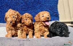 Toy Poodle dogs for sale: STUNNING TOY POODLES KC REG HEALTH TESTED  - Image 5