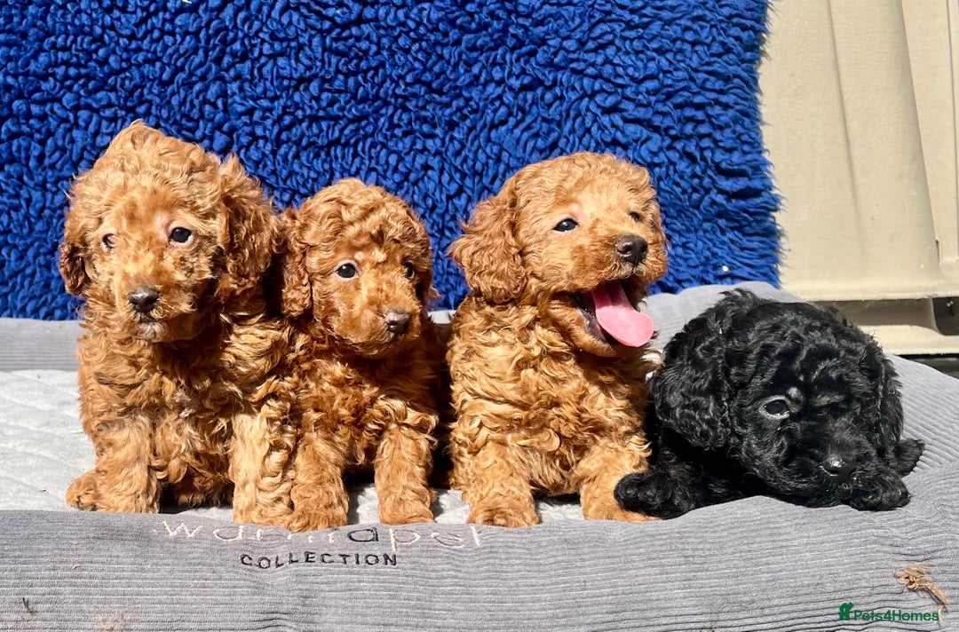 Toy Poodle dogs for sale: STUNNING TOY POODLES KC REG HEALTH TESTED  - Image 5