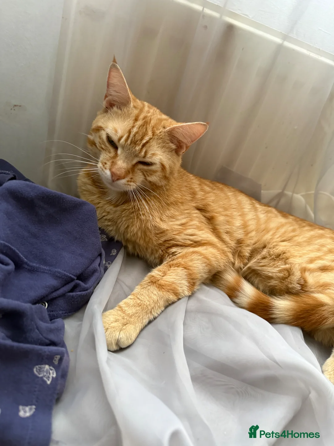 British Shorthair cats for sale: Male Ginger Cat for Sale, 1.5 Years in Southend-on-Sea - Advert 2