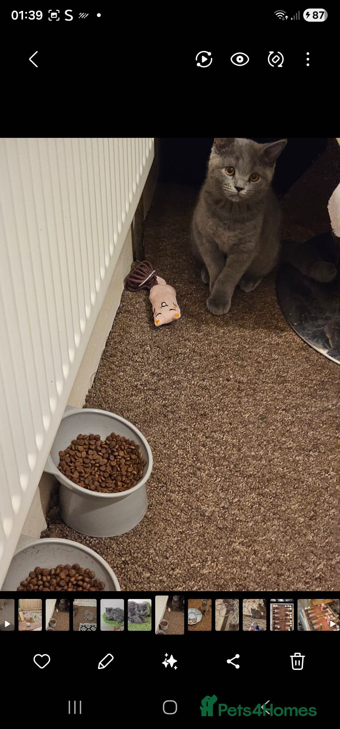 British Shorthair cats for sale: British shorthair and longhair  - Advert 7