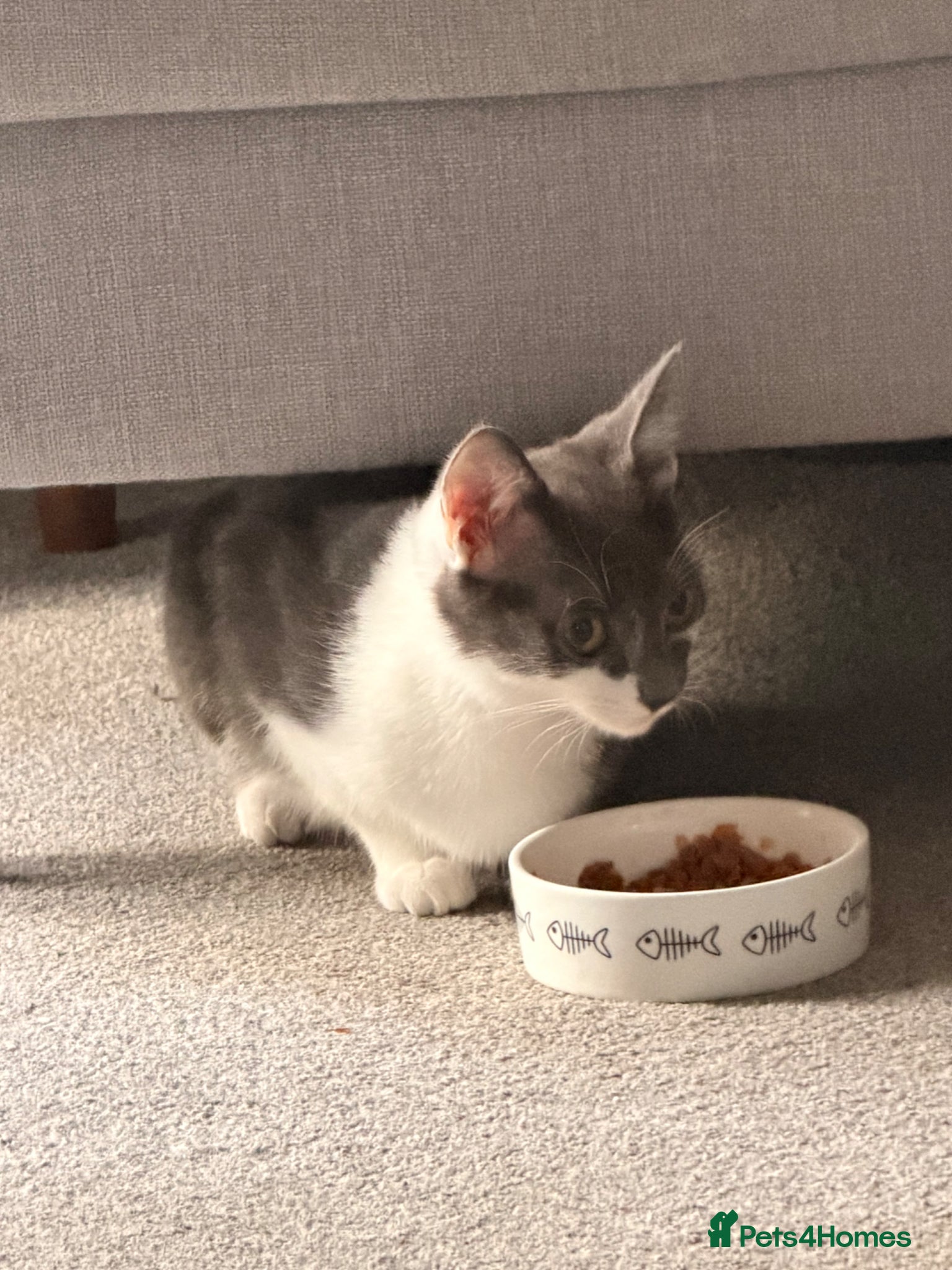 Mixed Breed cats Beautiful Boy - Advert 2