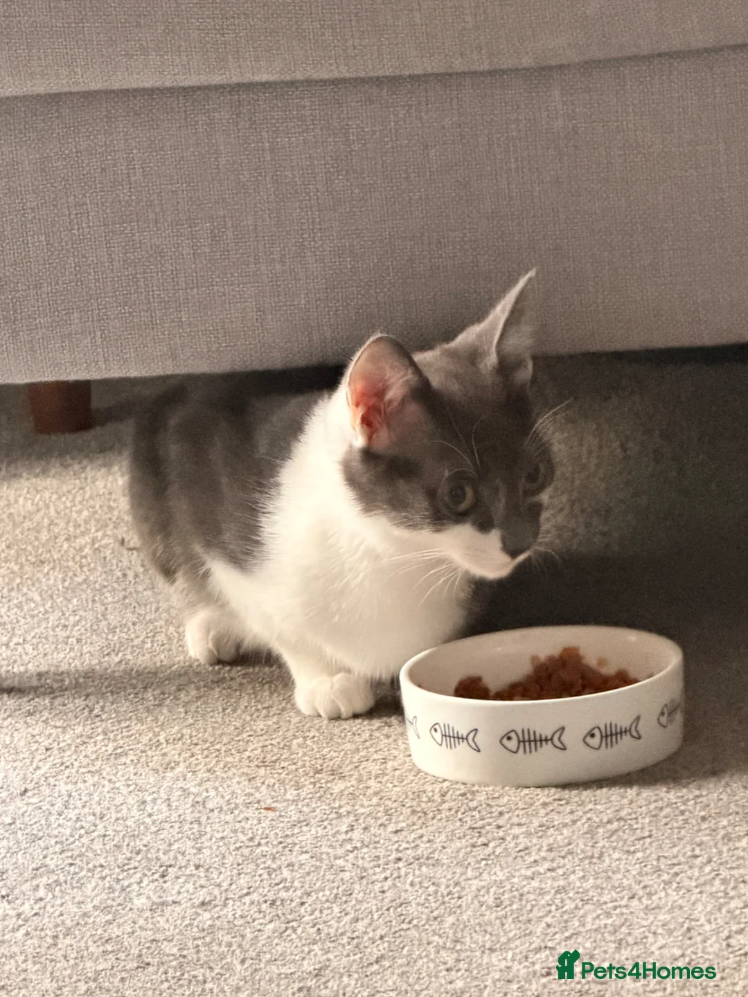 Mixed Breed cats for sale: Beautiful Boy in Derby - Advert 1