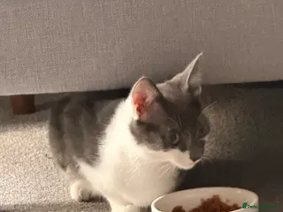 Mixed Breed cats Beautiful Boy - Advert 2