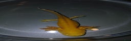 Other/Mixed Breed fish for sale: Axolotls babies gold and copper  - Advert 17