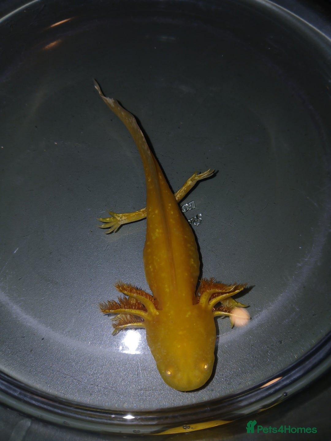 Other/Mixed Breed fish for sale: Axolotls babies gold and copper  - Advert 17