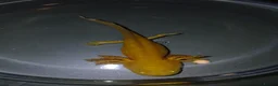 Other/Mixed Breed fish for sale: Axolotls babies gold and copper  - Advert 17