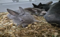 Lionhead rabbits for sale: Lionhead x angora rabbits  - Advert 3