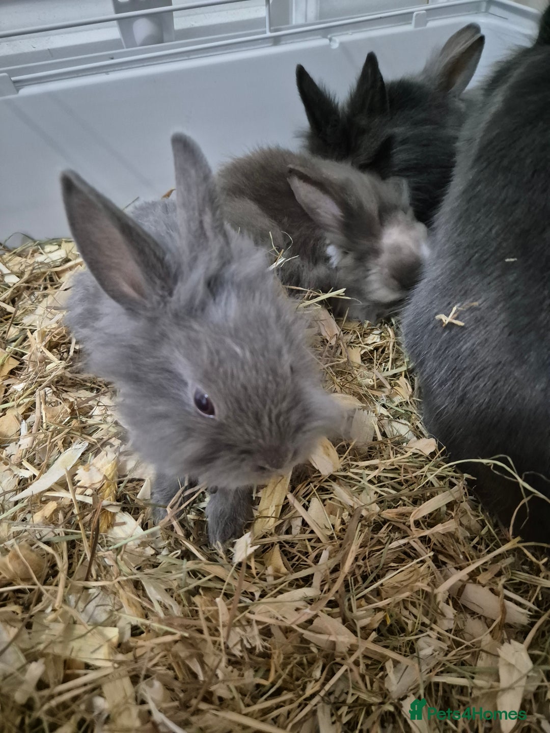 Lionhead rabbits for sale: Lionhead x angora rabbits  - Advert 3
