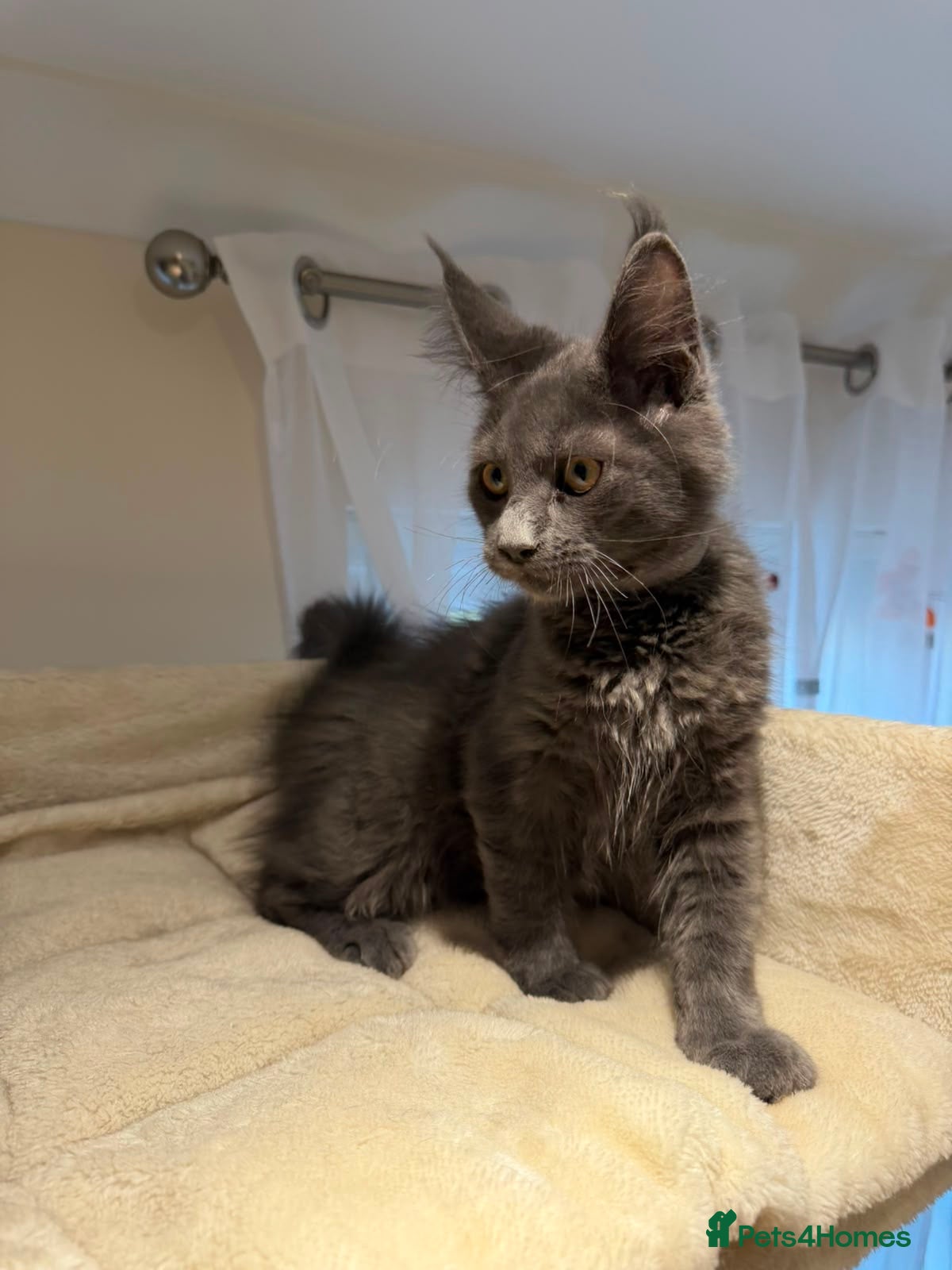 Maine Coon cats TICA Maine Coon Boy & Girl Ready Now - Advert 2