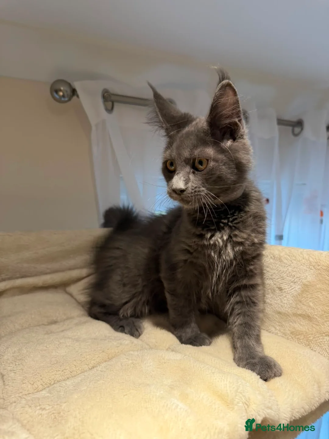 Maine Coon cats for sale: TICA Maine Coon Boy & Girl Ready Now - Advert 2