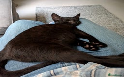 British Shorthair cats for sale: Mr Marlon  in Huddersfield - Image 5
