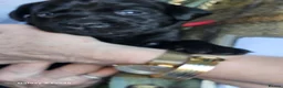 Labrador Retriever dogs for sale: KC REG STUNNING BLACK LITTER HEALTH TESTED PARENTS - Advert 12