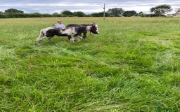 Other Breed horses for sale: Choppa - Image 2