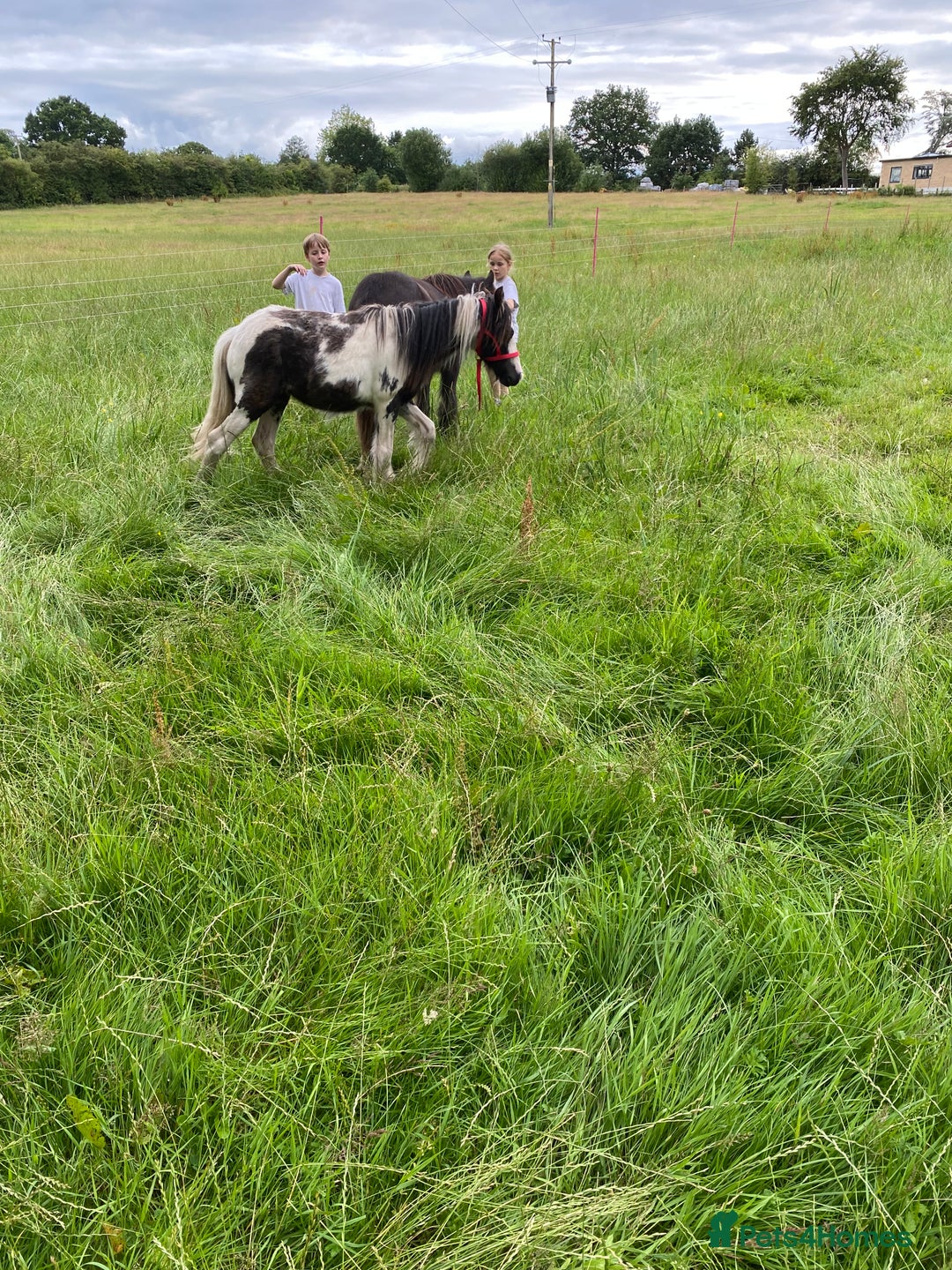 Other Breed horses for sale: Choppa - Image 2