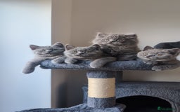 British Shorthair cats for sale: GCCF British Shorthair & longhair kittens - Image 3
