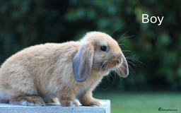Mini Lop rabbits for sale: Two gorgeous, friendly mini lop rabbits, ready now - Image 4