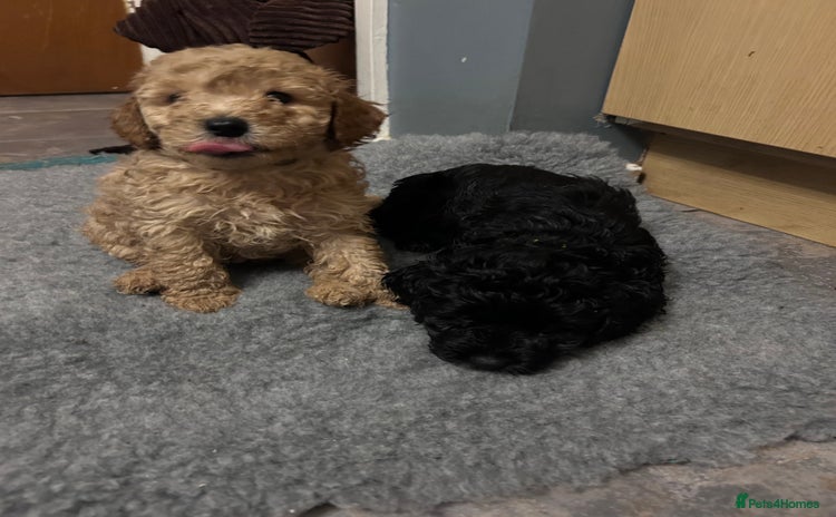 Cockapoo dogs - Advert 7