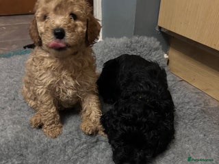 Cockapoo dogs F1b Cockapoo puppies only 4 left ready in 1 week - Advert 2