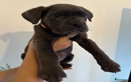 Cane Corso dogs for sale: 5 Towns Cane Corso pups,   - Image 11