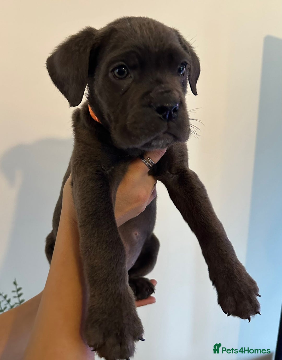 Cane Corso dogs for sale: 5 Towns Cane Corso pups,   - Image 11
