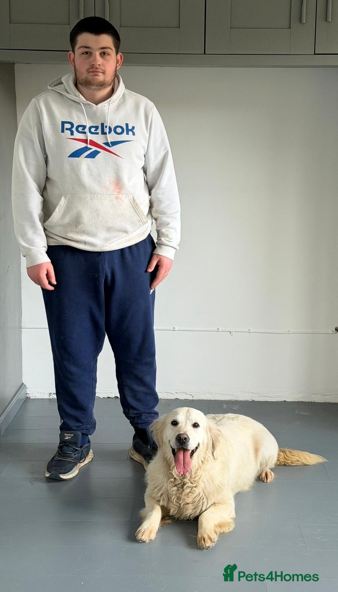 Golden Retriever dogs for sale: Rosie adult golden retriever female for sale  - Advert 8